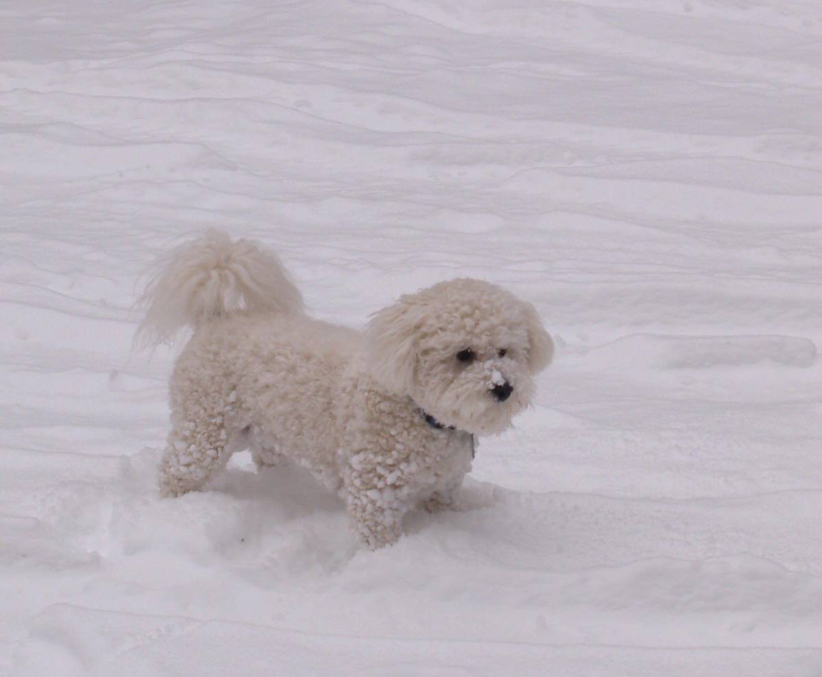 bichon frise summer cut